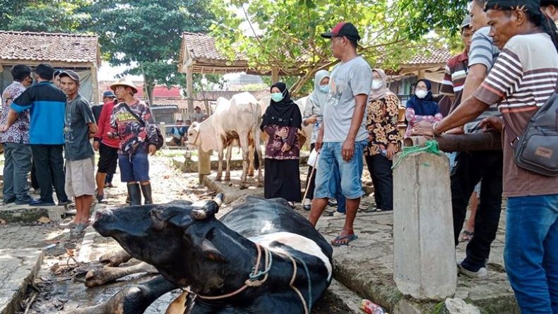 Dinas Perikanan dan Peternakan Banyumas Temukan 3 Sapi Diduga Terjangkit PMK
