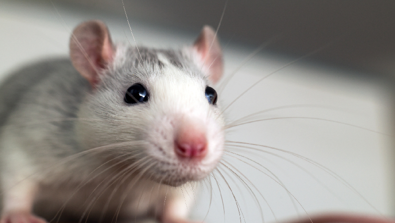Wilayah Bebas Tikus di Dunia, Adakah?