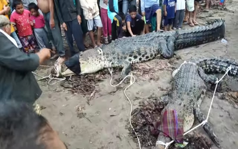 Warga Tangkap 2 Ekor Buaya usai IRT Tewas Diterkam saat Mandi