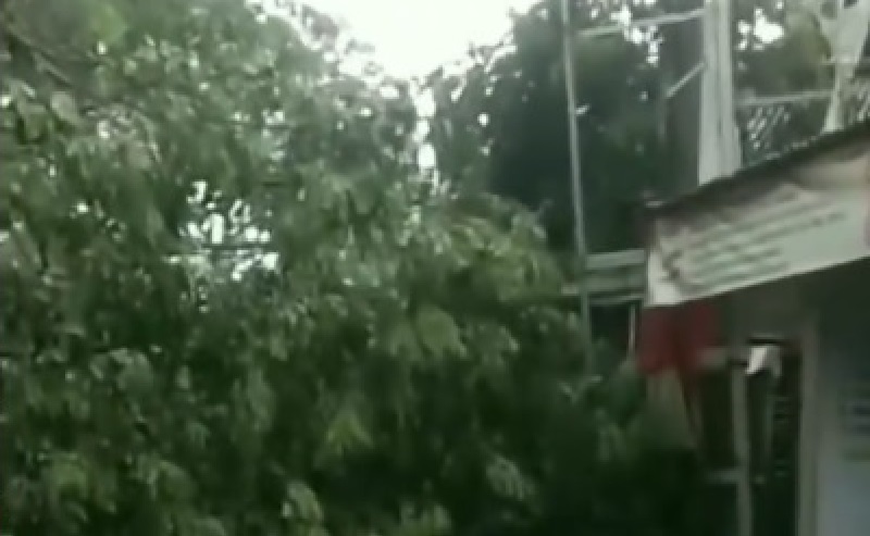 Ngeri, Hujan Angin di Depok Sebabkan Pohon Tumbang dan Atap Rumah Beterbangan