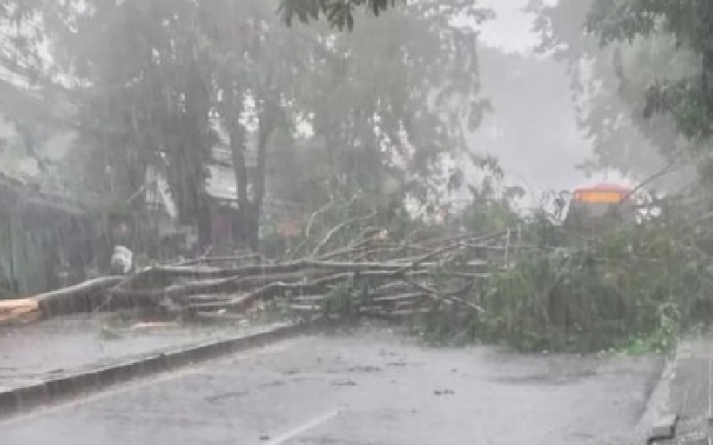 Hujan Deras Tumbangkan Pohon di Jalan Cilandak Kko, Lalu Lintas Sempat Tersendat