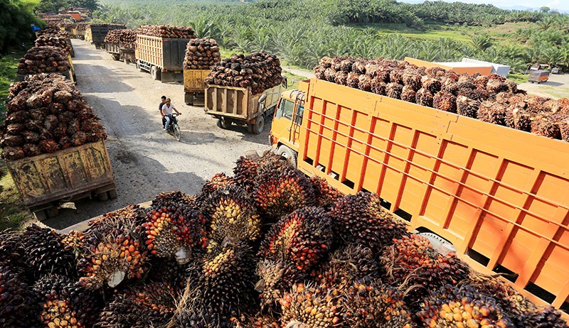 Minyak Kelapa Sawit RI Kalah Saing sama Minyak Bunga Matahari, Kok Bisa?