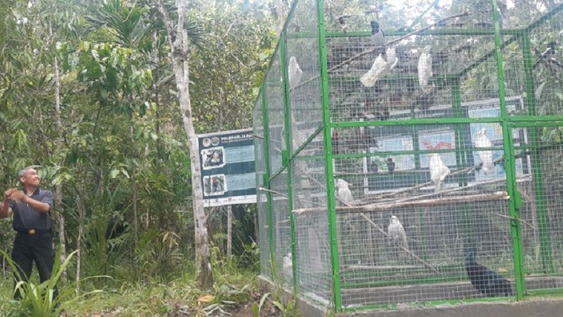 38 Satwa Endemik Papua Dilepaskan di Hutan Adat Isyo, Kakaktua Koki hingga Nuri