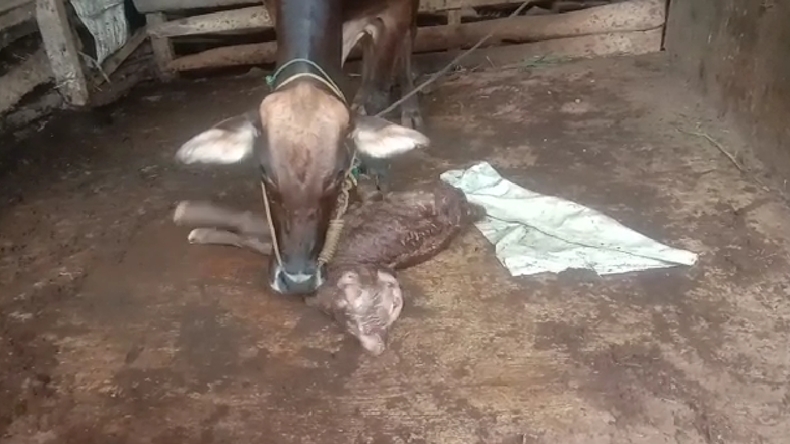 Pringsewu Geger, Muncul Anak Sapi Berkepala 2 dari Indukan Limousine
