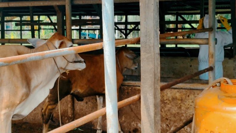 3 Ekor Sapi Terjangkit PMK Sembuh, Belum Ada Tambahan Kasus di Bangka Barat
