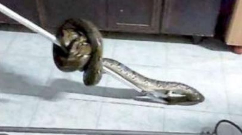 Ngeri, Pria Ini Digigit Ular saat Asyik Main Game di Toilet