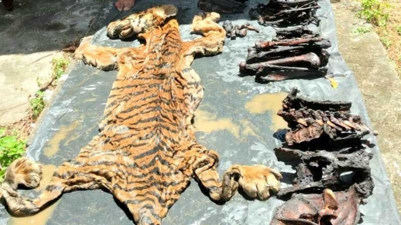 Nyamar Jadi Pembeli, Tim Gabungan Tangkap 2 Penjual Kulit Harimau di Aceh