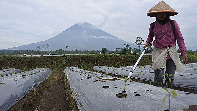 BPS Ungkap Daya Beli Petani Jawa Timur Meningkat, Disumbang 4 Subsektor Ini