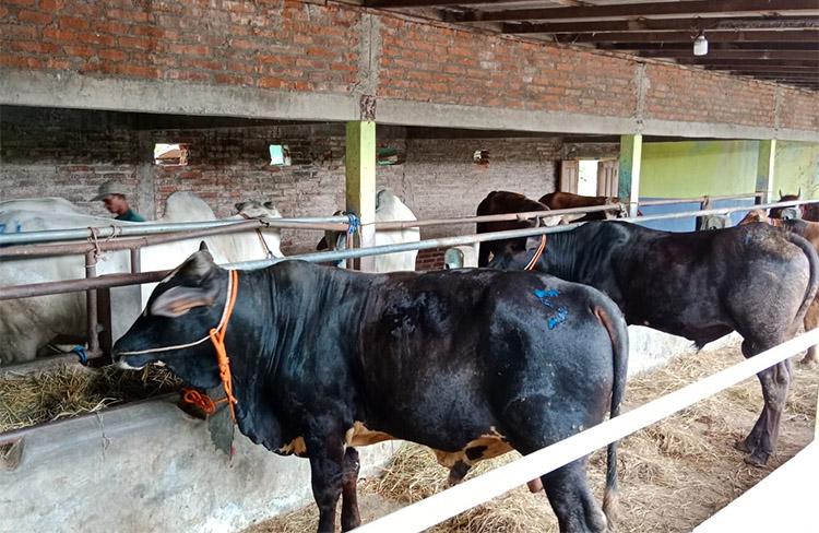 Dampak Penyakit Kuku dan Mulut, Harga Sapi untuk Kurban Naik Rp2 Juta