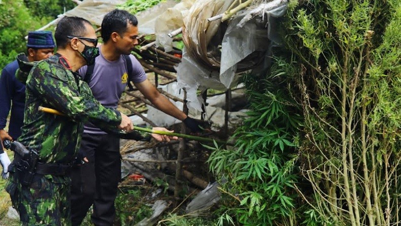 Antisipasi Jatuh ke Jurang, Tim BNN Gunakan Tali Menuju Ladang Ganja di Pegunungan Aceh
