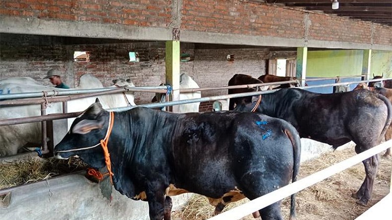 Sambut Gembira, Peternak Kulonprogo Minta Sosialisasi Ganti Rugi Sapi Mati karena PMK 