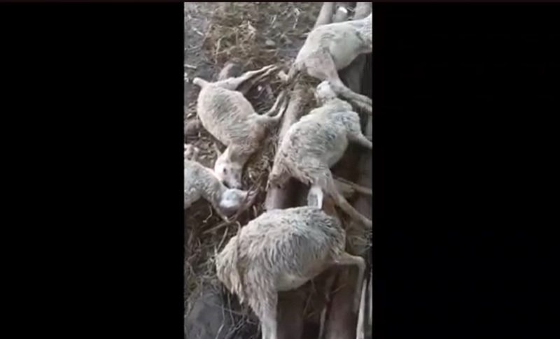 10 Ekor Kambing di Situbondo Mati Mendadak, Badan Lemas Mulut Berlendir 