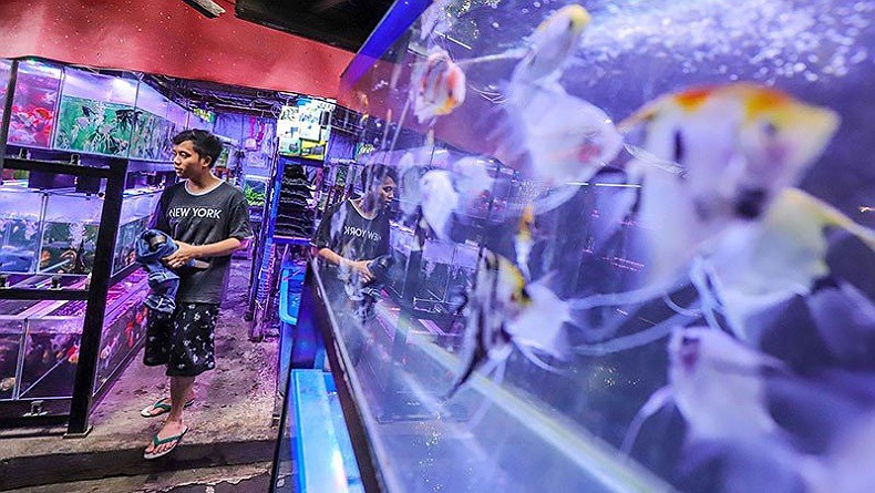 Pemuda Ini Sukses Jadi Eksportir Ikan Akuarium dengan Omzet Ratusan Juta