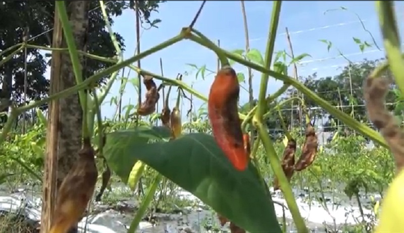 Cerita Sedih Petani Jombang di Tengah Harga Cabai Mahal, Penen Gagal karena Jamur