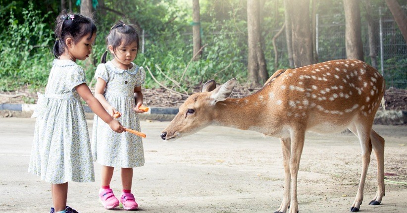 Kids Edutainment di Lido Lake Resort: Mulai Aktivitas Fisik hingga Animal Feeding, Semua Fun Habis!