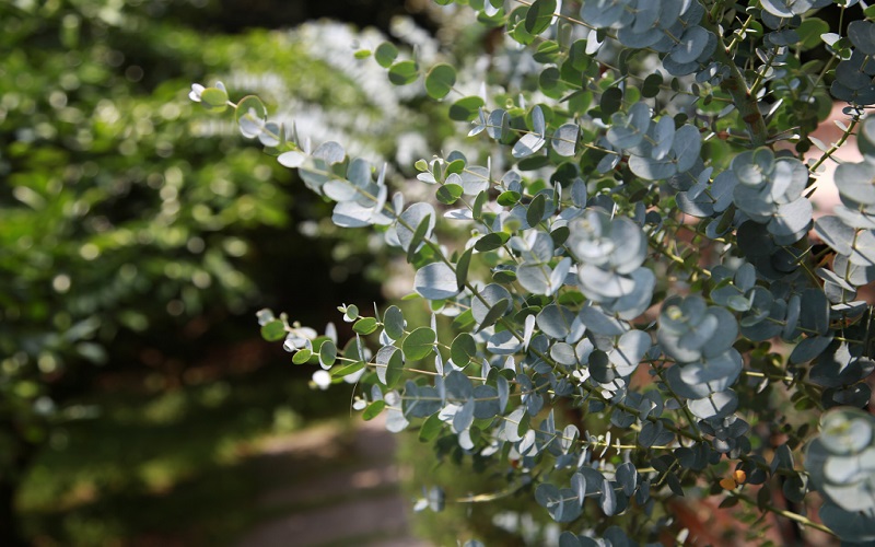 Ini Daun Eucalyptus yang Wanginya Tercium dari Jasad Eril Anak Ridwan Kamil