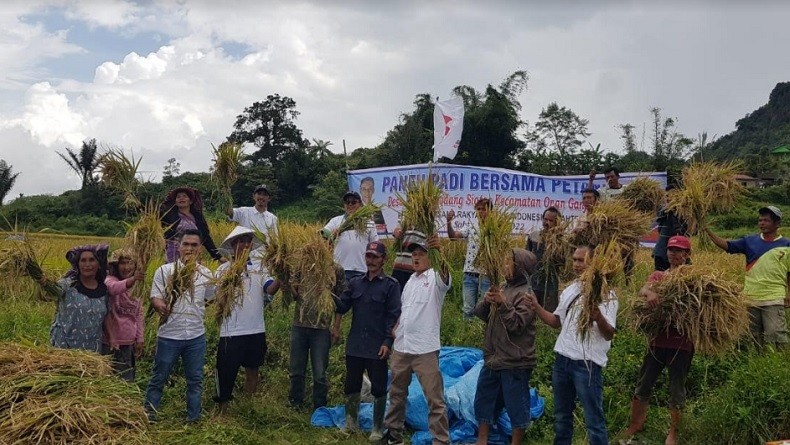 DPD Perindo Humbang Hasundutan Gelar Panen Padi Bersama Petani