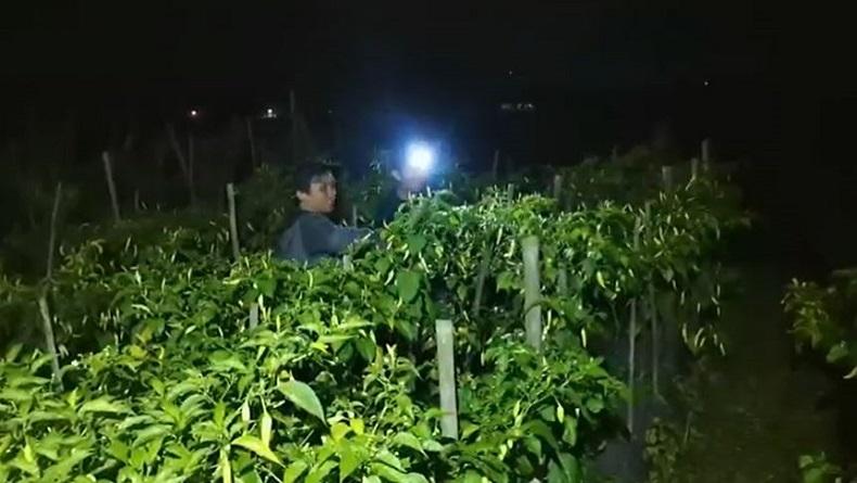 Cegah Pencuri saat Harga Cabai Mahal, Petani di Banjarnegara Berjaga 24 Jam