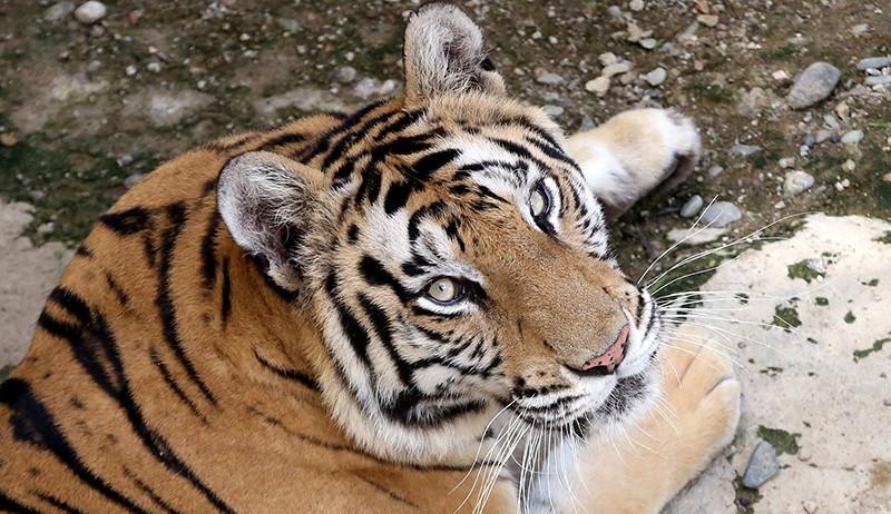 Heroik, Ibu Ini Duel Tangan Kosong Lawan Harimau yang Menerkam Putranya