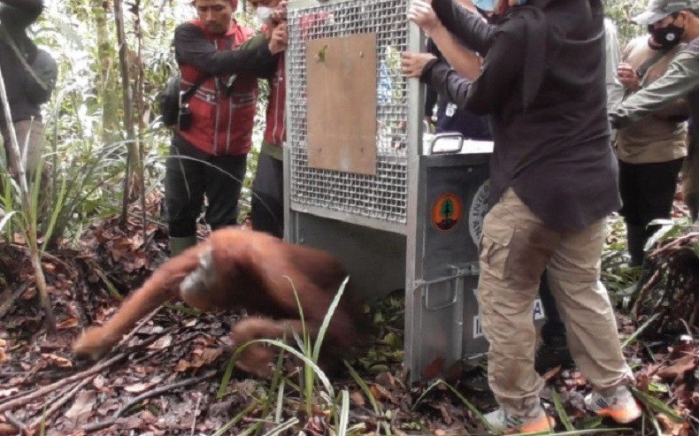 Miris, 6.320 Satwa di Kalbar Diperdagangkan Ilegal, Nilainya Rp452 Juta