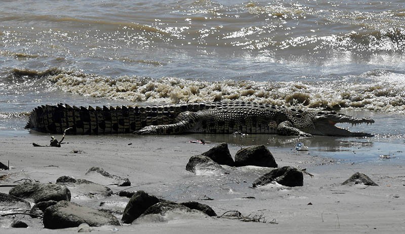 Mandi di Sungai, Bocah 13 Tahun di Pasaman Barat Hilang Diterkam Buaya