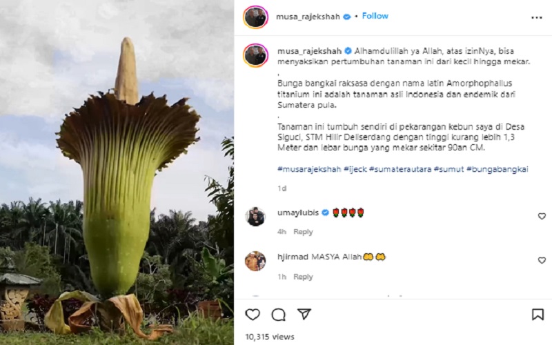 Bunga Bangkai Raksasa Mekar di Kebun Wagub Sumut, Netizen: Masya Allah