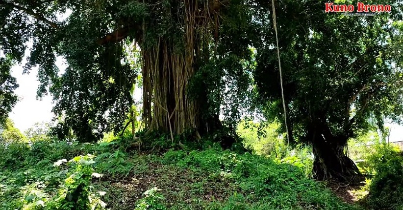Misteri Candi Tertimbun Akar Pohon Beringin Besar di Mojokerto 