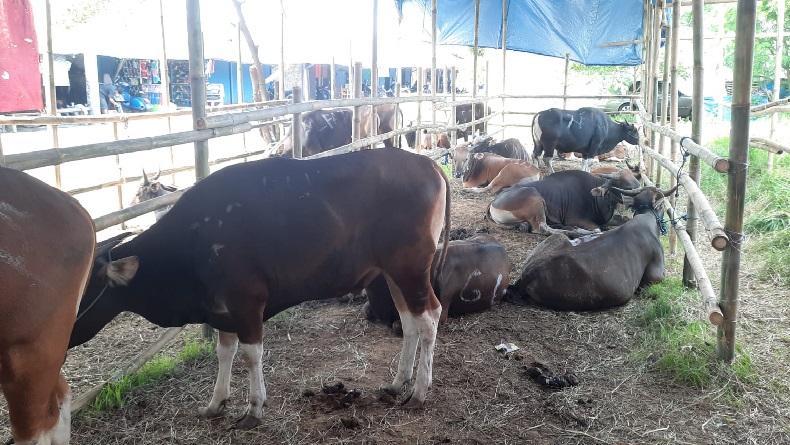 53 Ekor Sapi di Garut Mati akibat PMK, Wabup Janjikan Kerohiman Rp5 juta