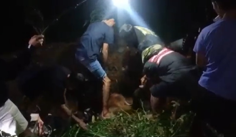9 Ekor Sapi di Ponorogo Mati Mendadak, Total Kematian akibat PMK 490 Kasus  