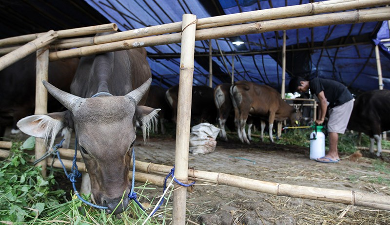 40.000 Sapi Terjangkit PMK, Vaksinasi Perdana Dilakukan di Seluruh Pulau Lombok
