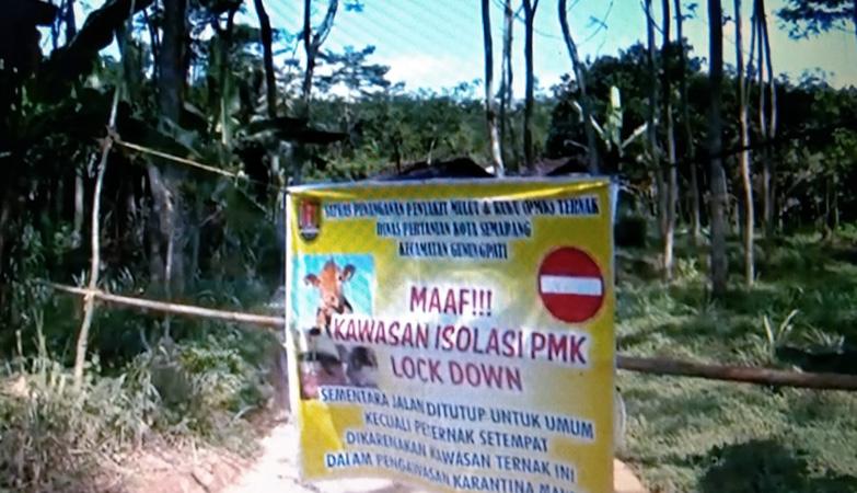 Puluhan Sapi Tertular PMK, Peternak di Semarang Tutup Akses Jalan Kampung