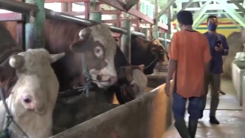 Dampak Wabah PMK, Produksi Susu Sapi di Jabar Turun 1 Ton per Hari