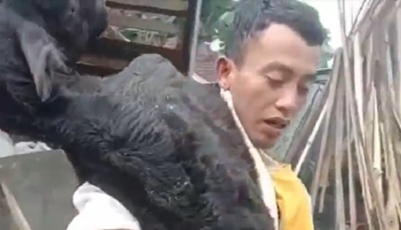 Viral Pemuda Ponorogo Gendong Sapi Sekarat Sambil Menangis: Jembar Kuburmu Yo 