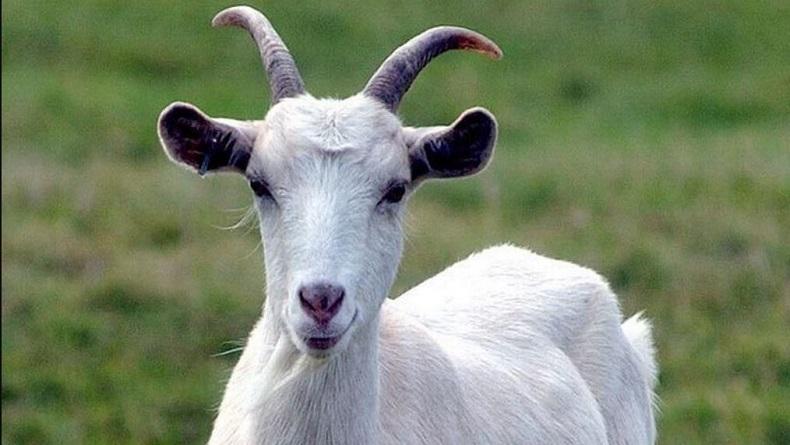  Gara-Gara Kambing Ukraina, 40 Tentara Rusia Luka-Luka