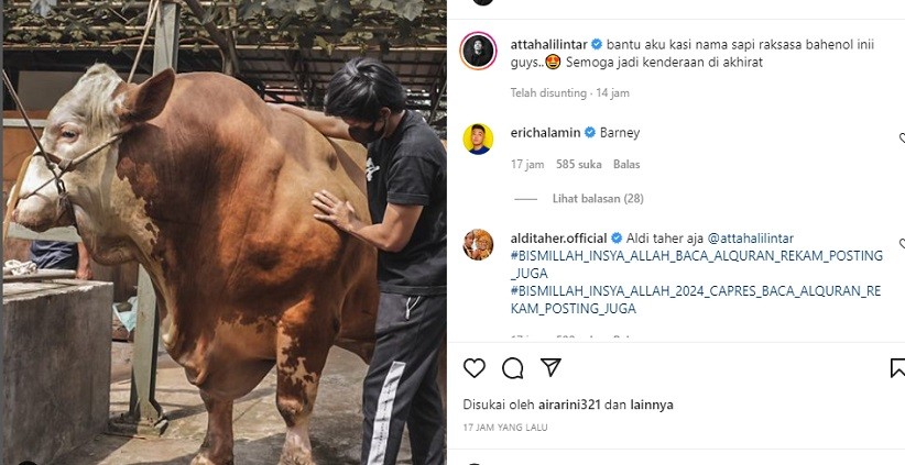  Mantab, Atta Halilintar Beli Sapi Kurban Raksasa Jenis Megalodon