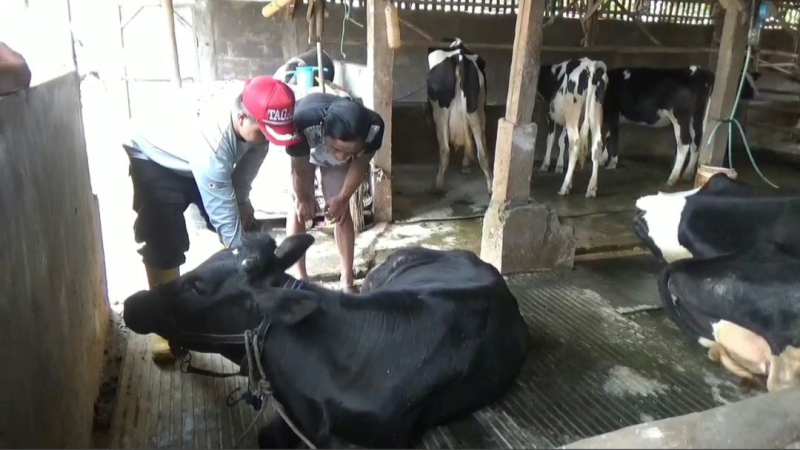 Nasib Pilu Peternak di Kota Batu, Jual Sapi Hanya Rp3 Juta gegera PMK