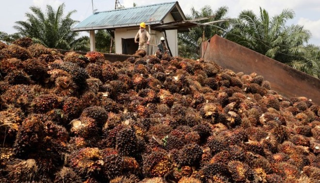 Ringgit Merosot ke Level Terendah 24 Tahun, Harga CPO Melonjak 2,09 Persen