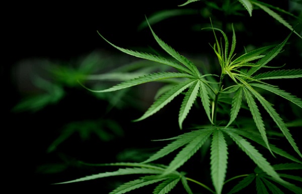 Miris, 3 Pelajar di Payakumbuh Ditangkap Polisi Edarkan Ganja