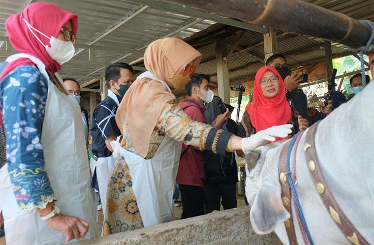 Butuh 70.000 Dosis, Pemkab Klaten Baru Terima 2.200 Vaksin PMK