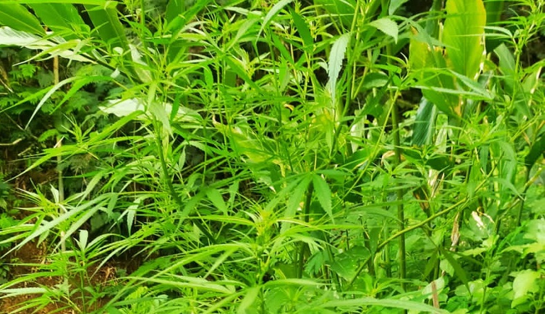 Kasus Ladang Ganja 10 Hektare di Campaka Cianjur Mulai Terkuak, Ternyata Ini Penanamnya