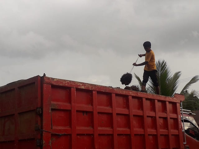 Harga TBS Sawit Turun di Semua Wilayah, Saat Ini di Paser Rp700-900 per Kg
