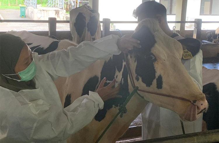 Cegah Penularan PMK, 153 Ternak Milik Fakultas Kedokteran Hewan UGM Divaksin  