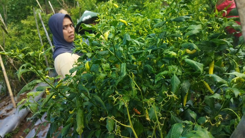 Harga Cabai Mahal setara 1 Kg Daging Sapi, Petani di KBB Ronda agar Tanaman Tidak Dicuri