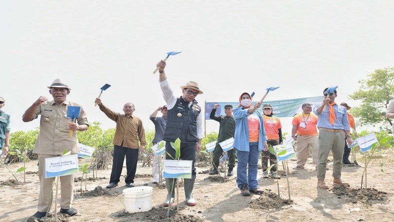 Upaya Kurangi Dampak Pemanasan Global, Jutaan Bibit Mangrove Ditanam di Pesisir Utara Subang