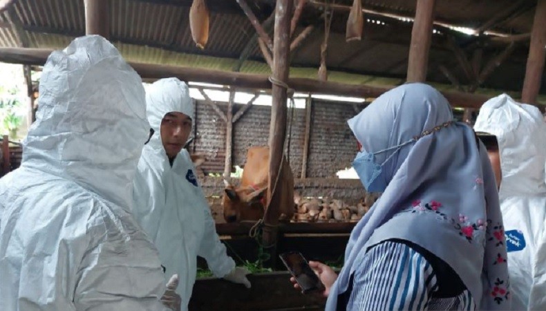 Kasus PMK di Bangka Bertambah, 118 Sapi Positif Terjangkit
