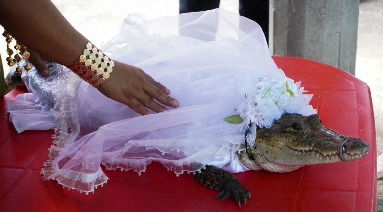 Unik, Wali Kota Ini Rela Menikahi Buaya agar Turun Hujan