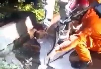Geger! Ular King Kobra 2 Meter Ditemukan di Kampus Tarakanita   
