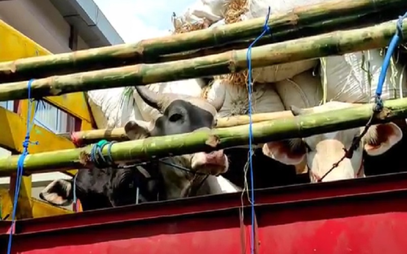 Fatwa MUI: Hewan Ternak Diberi Pakan Mengandung Babi Tak Boleh Dilabeli Halal