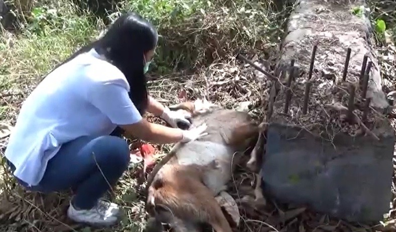 Sidak Penjual Hewan Kurban di Denpasar, Seekor Kambing Ditemukan Mati 