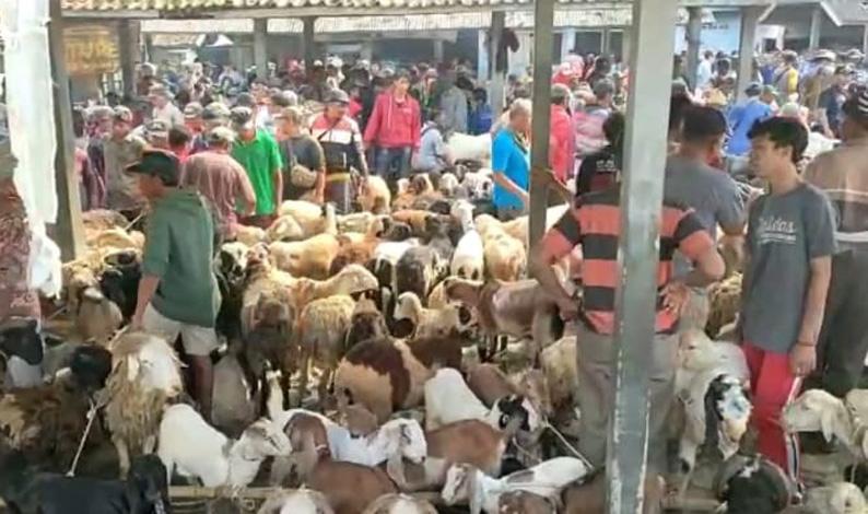  Jelang Idul Adha, Pedagang Berlomba-lomba Percantik Kambing agar Cepat Laku Dijual